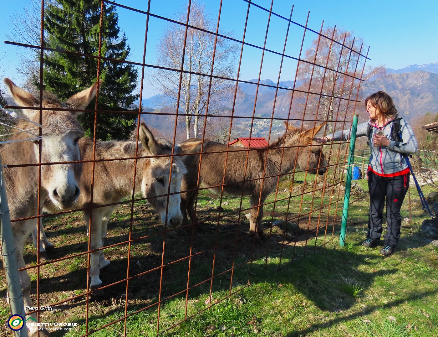 18 Bella accoglienza degli asinelli.JPG